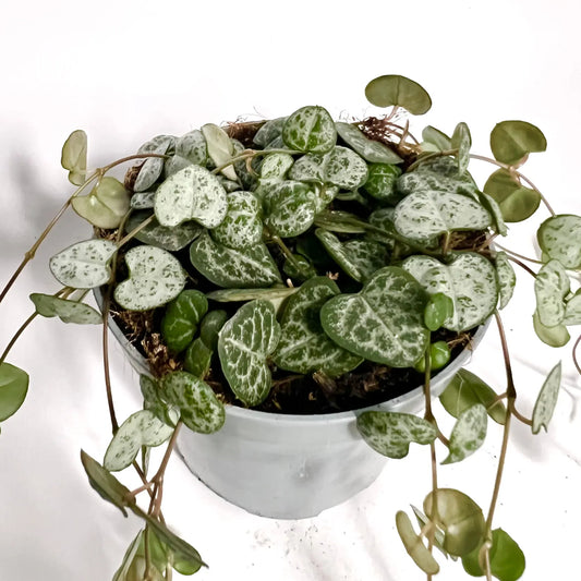 Ceropegia Woodii Havre Vert