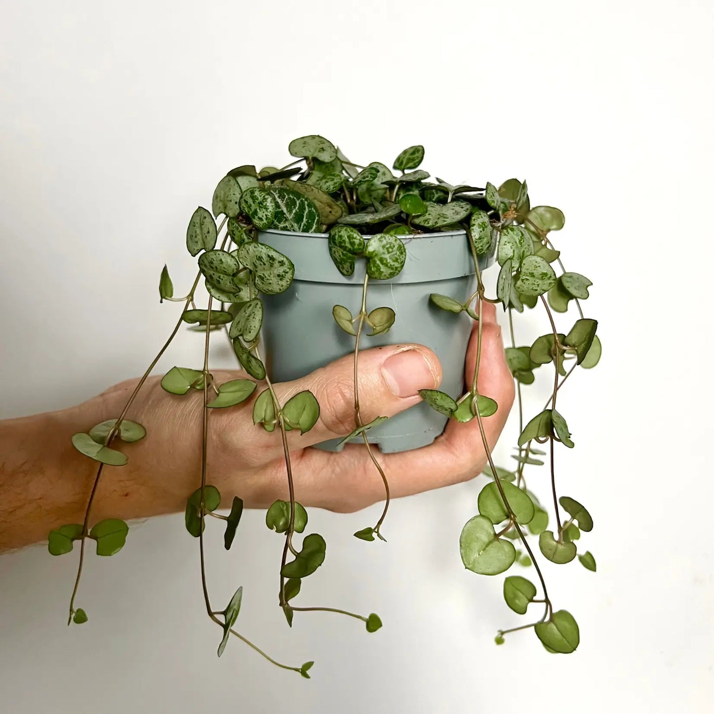 Ceropegia Woodii Havre Vert