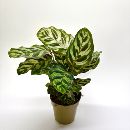 Calathea Makoyana