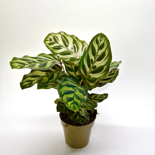 Calathea Makoyana