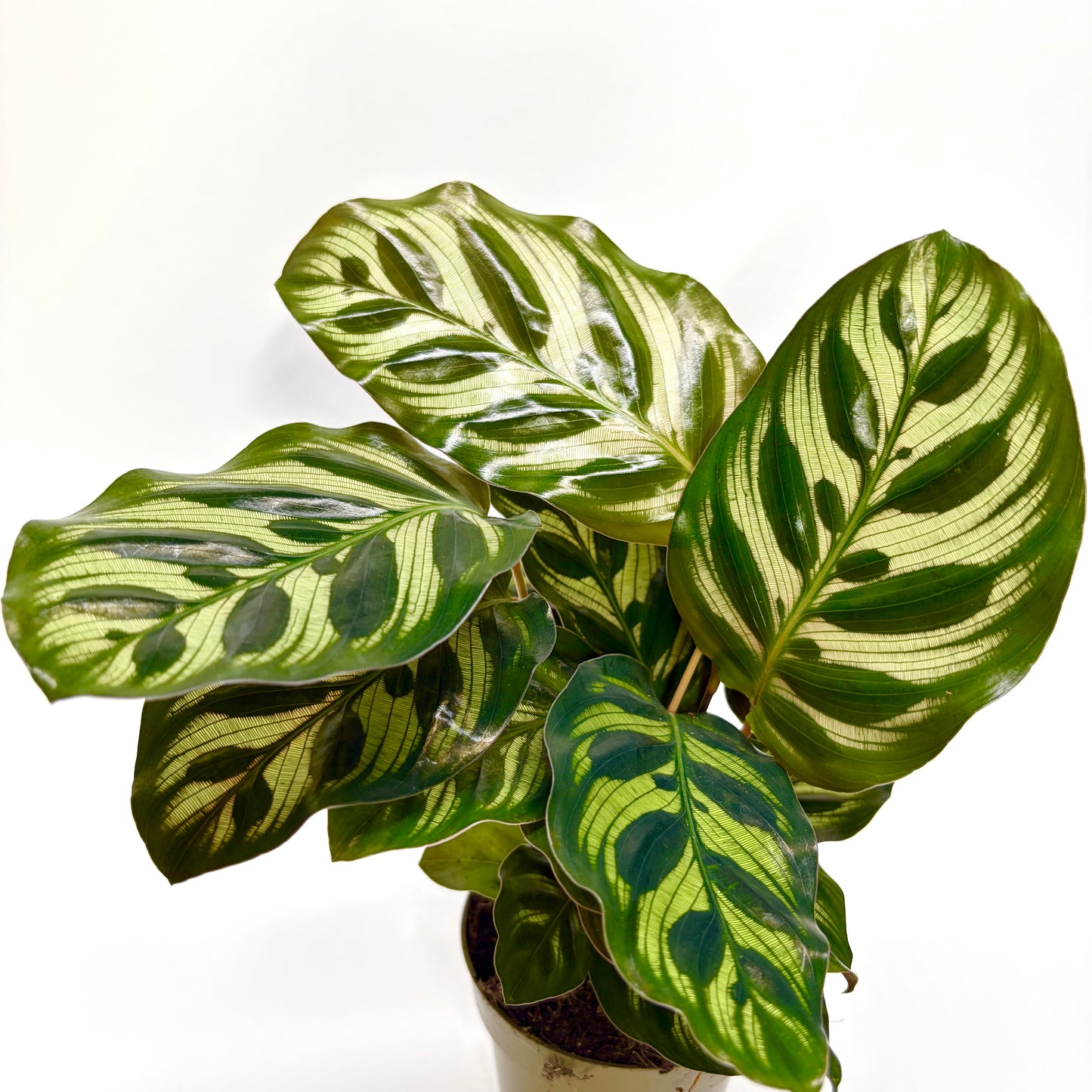Calathea Makoyana
