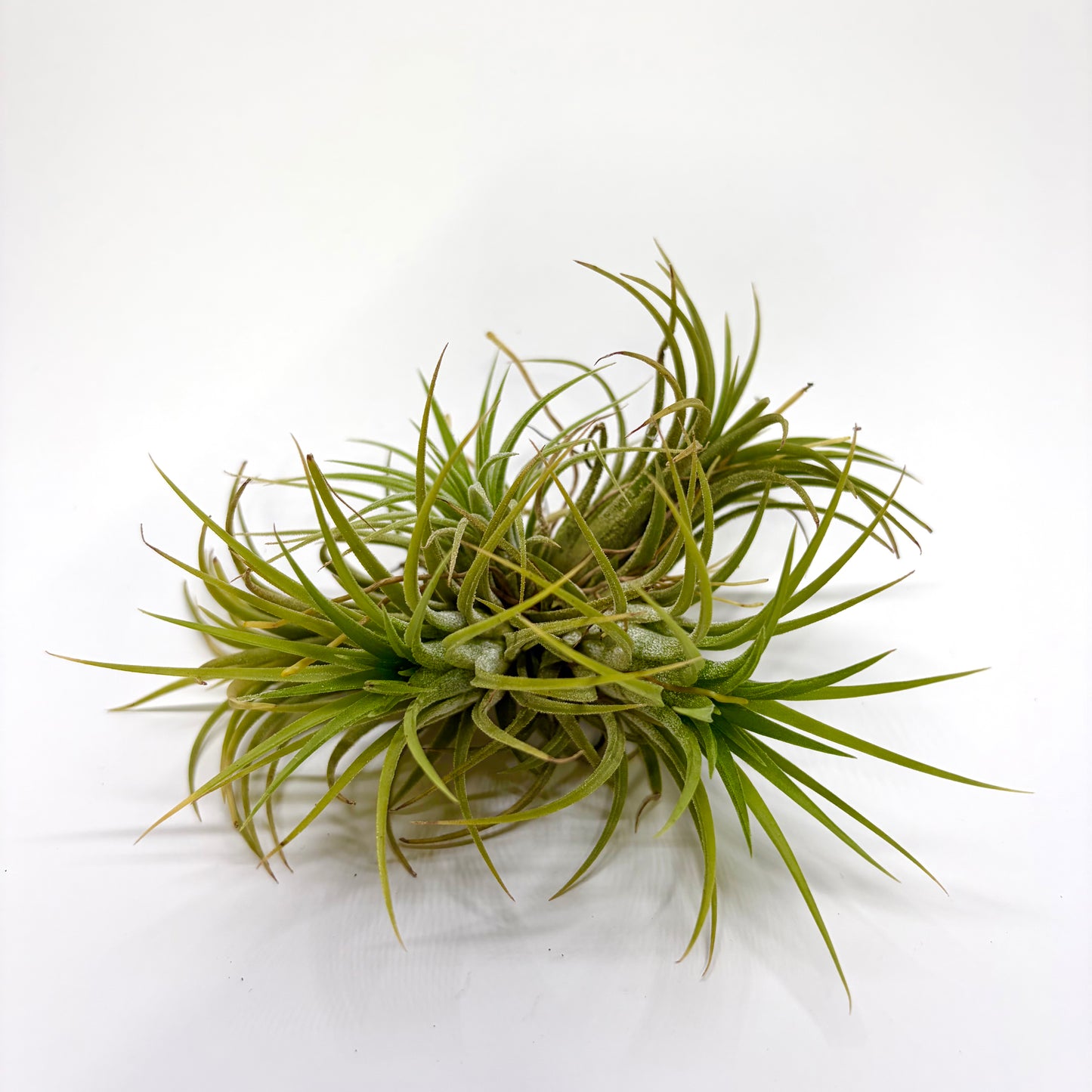 Tillandsia Ionantha "Boule"