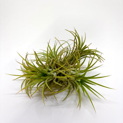 Tillandsia Ionantha "Boule"