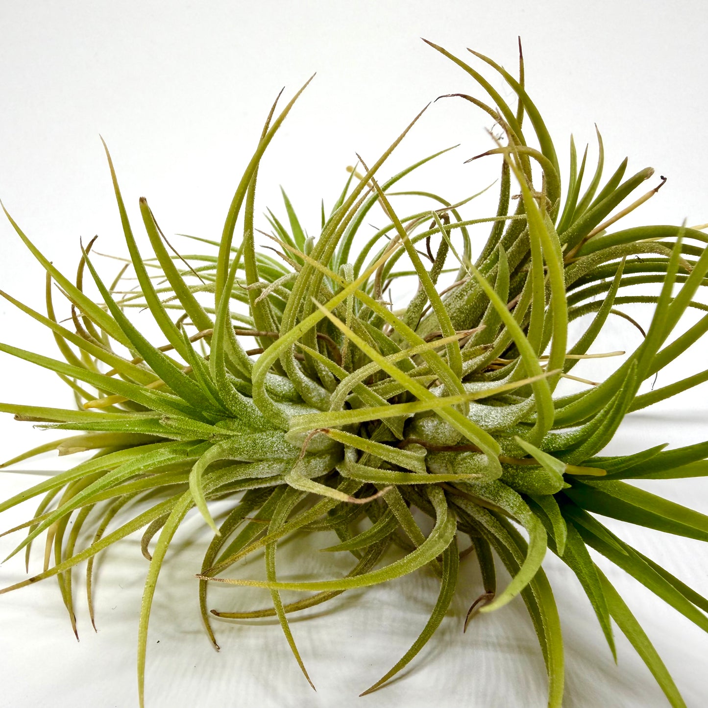 Tillandsia Ionantha "Boule"