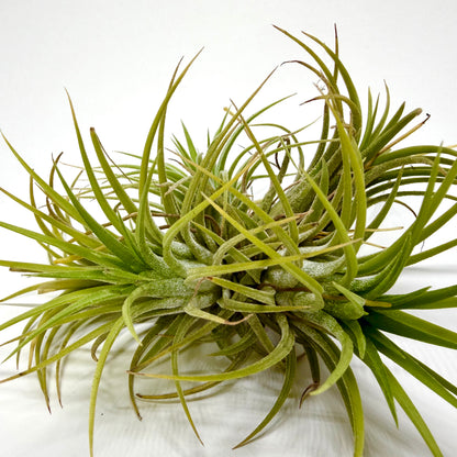 Tillandsia Ionantha "Boule"