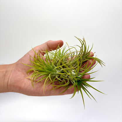 Tillandsia Ionantha "Boule"
