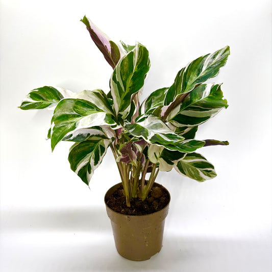 Calathea White Fusion