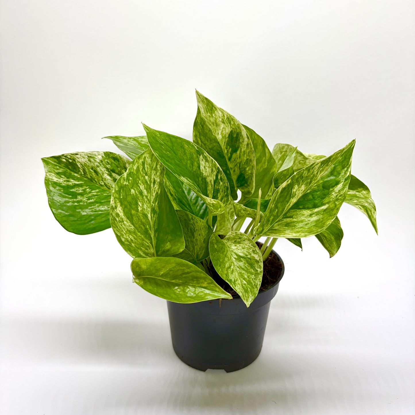 Epipremnum Pinnatum Marble Queen "Pothos"