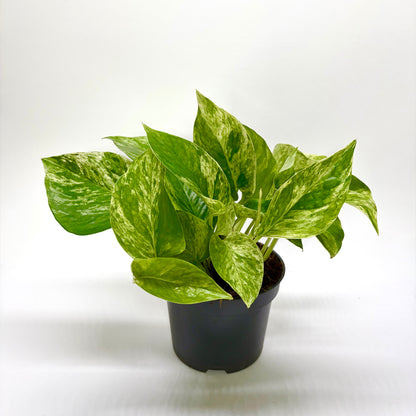 Epipremnum Pinnatum Marble Queen "Pothos"