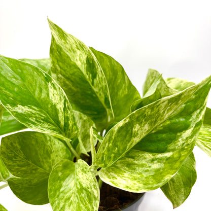 Epipremnum Pinnatum Marble Queen "Pothos"