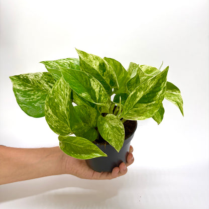Epipremnum Pinnatum Marble Queen "Pothos"