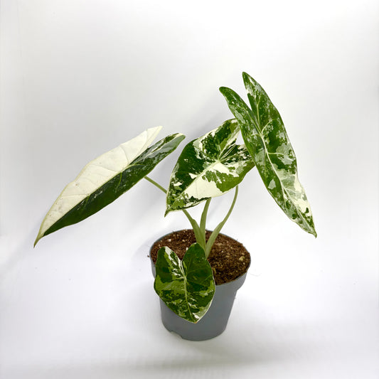 Alocasia Frydek Variegata