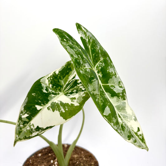 Alocasia Frydek Variegata