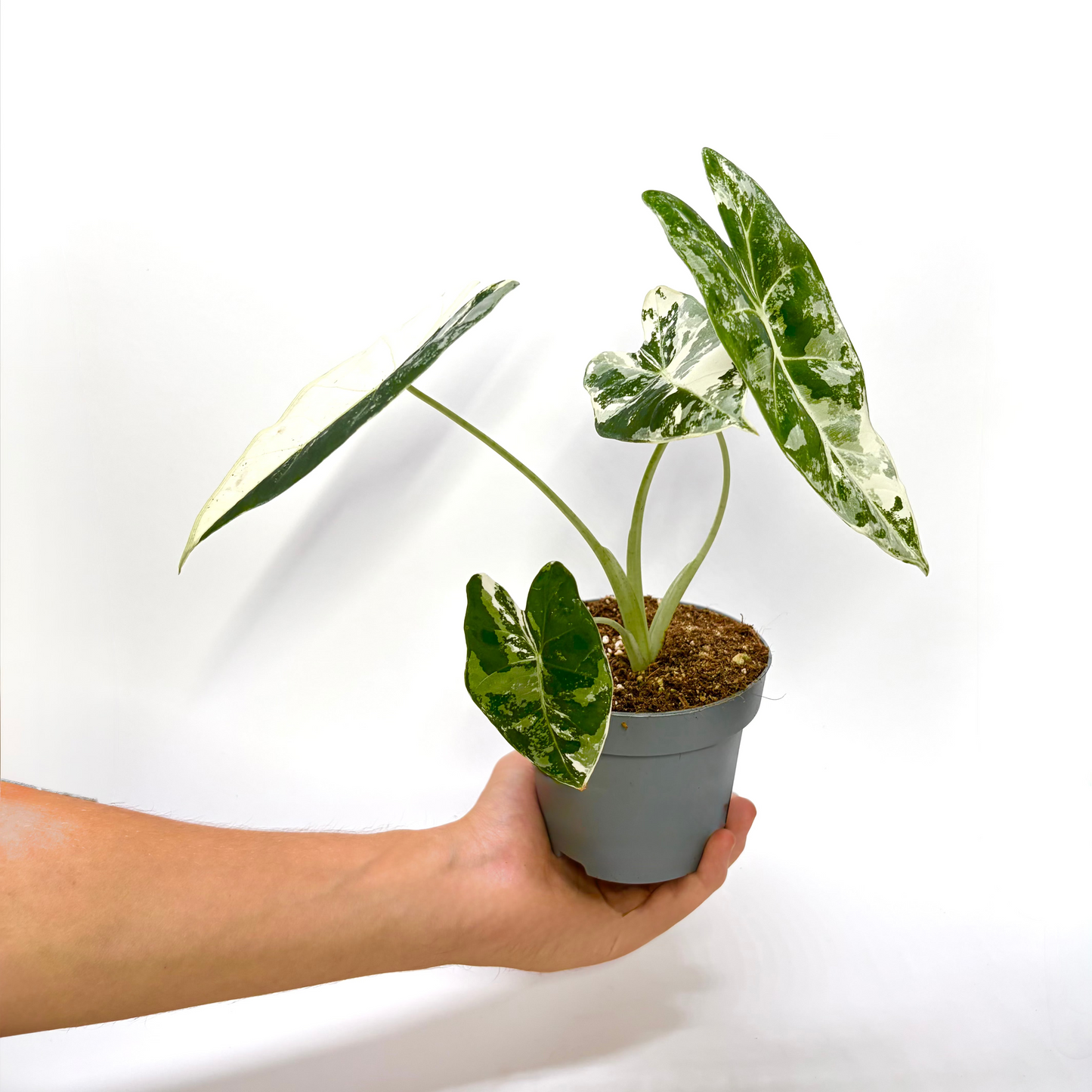 Alocasia Frydek Variegata