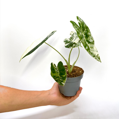 Alocasia Frydek Variegata