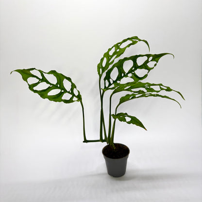 Monstera Obliqua "Peru" - Baby