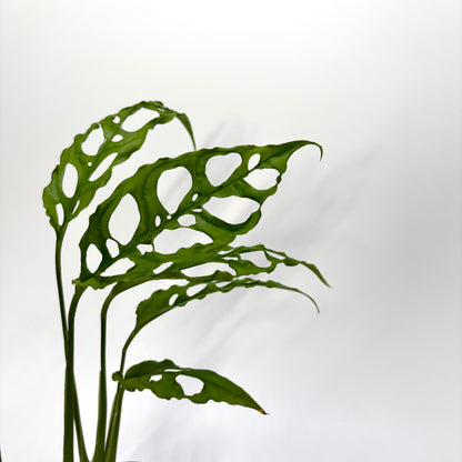 Monstera Obliqua "Peru" - Baby