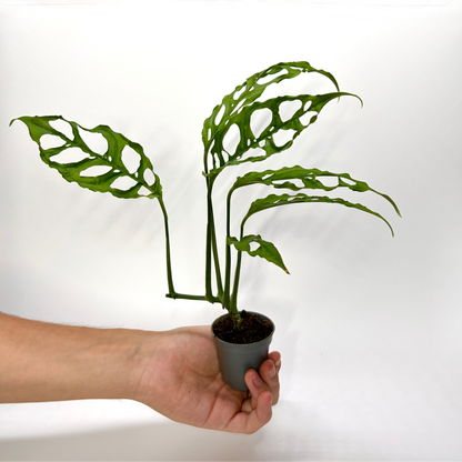 Monstera Obliqua "Peru" - Baby