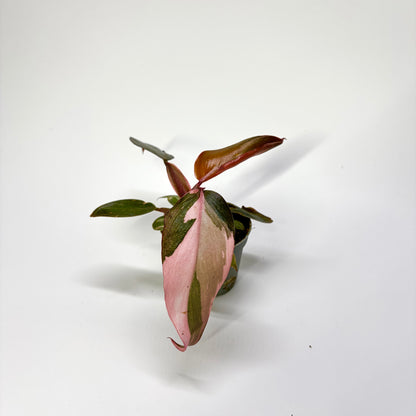 Philodendron Pink Princess - Baby