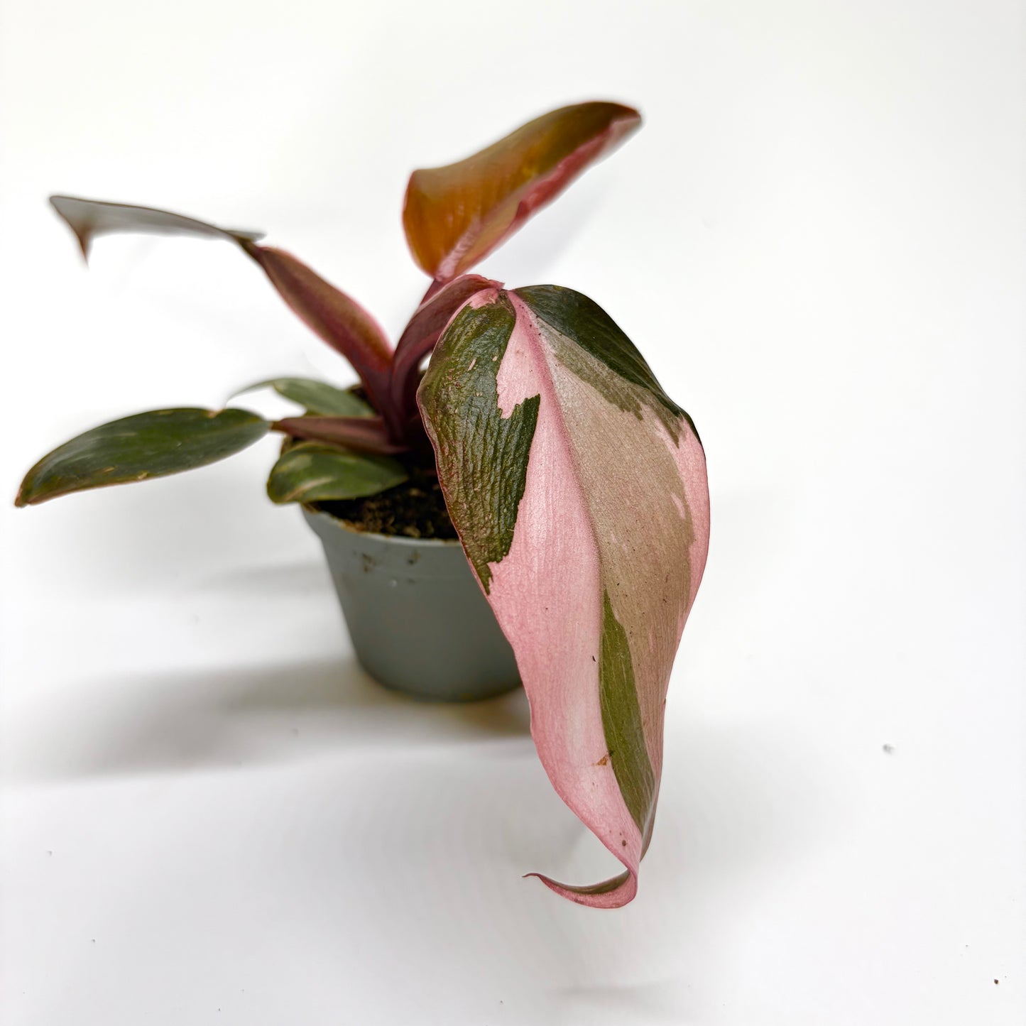 Philodendron Pink Princess - Baby