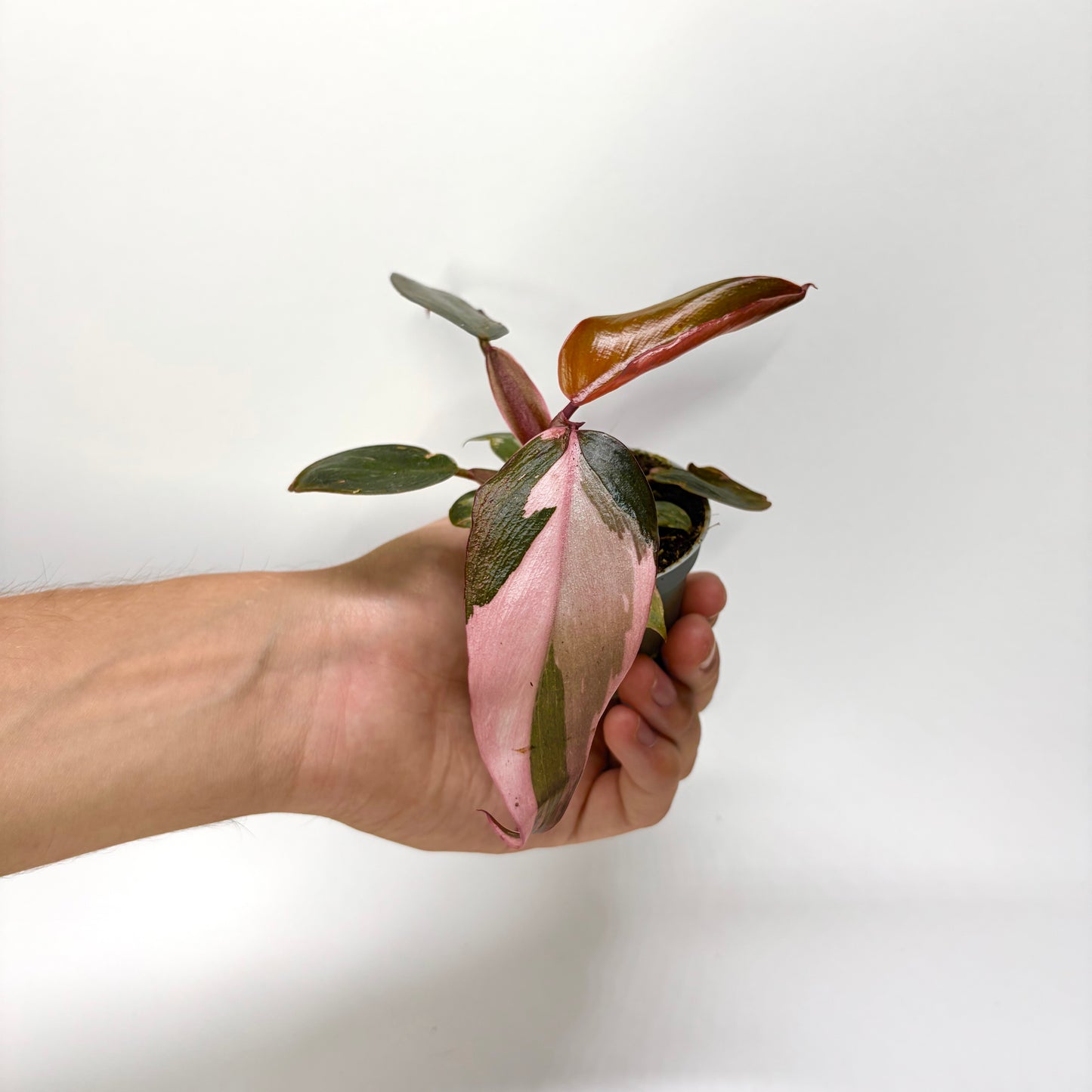 Philodendron Pink Princess - Baby