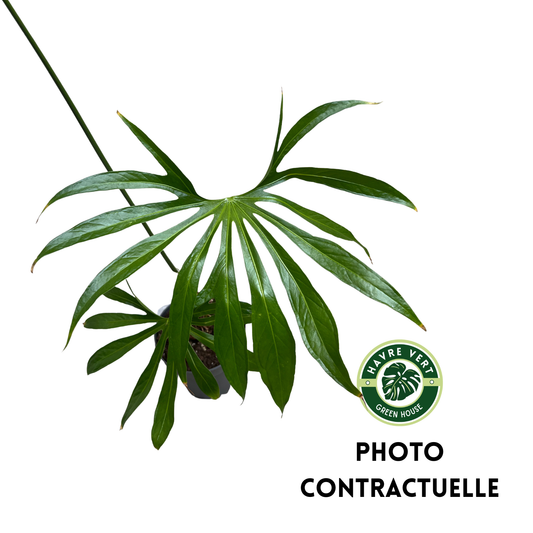 Anthurium Pedatoradiatum XL N°1