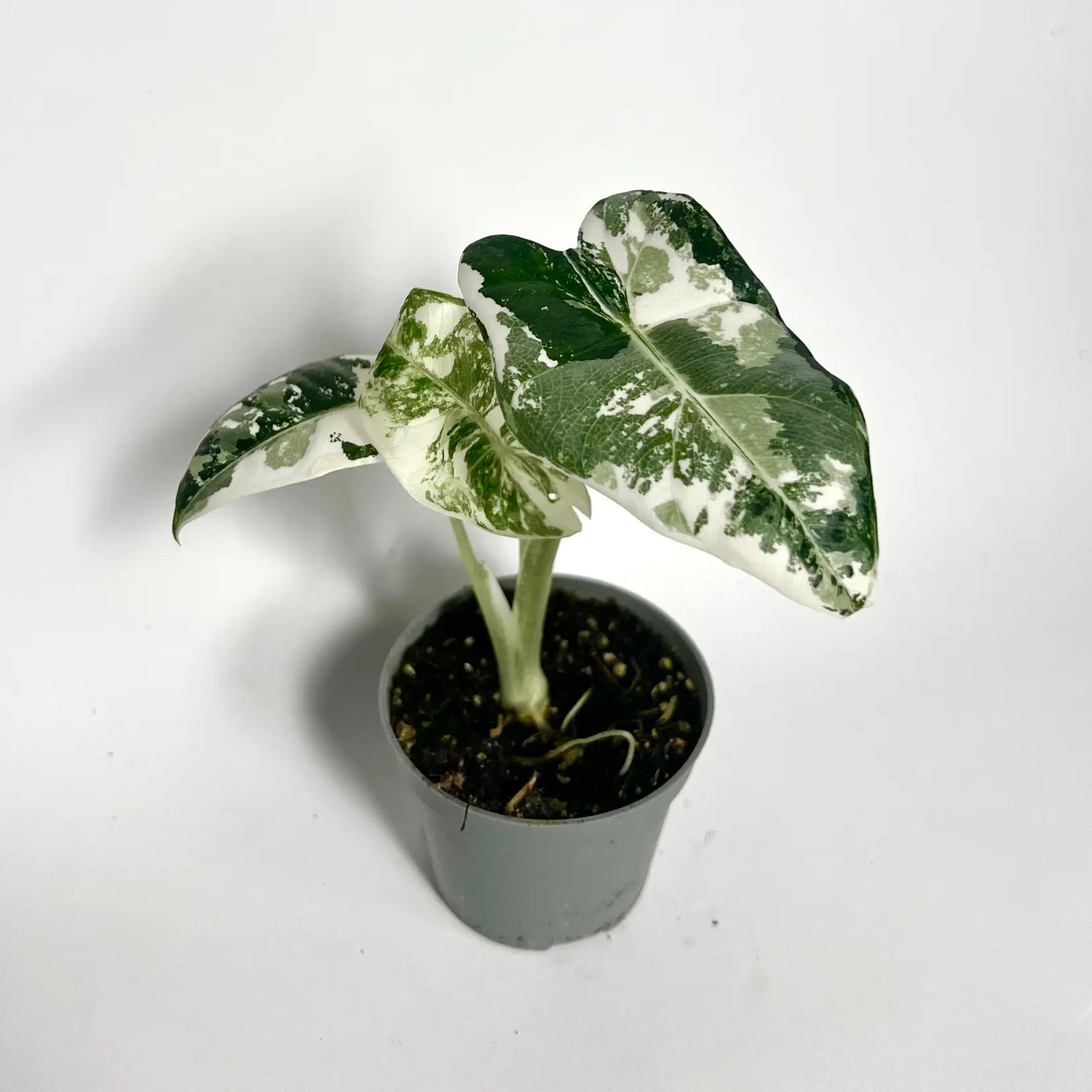 Alocasia Frydek Variegata - Baby Havre Vert