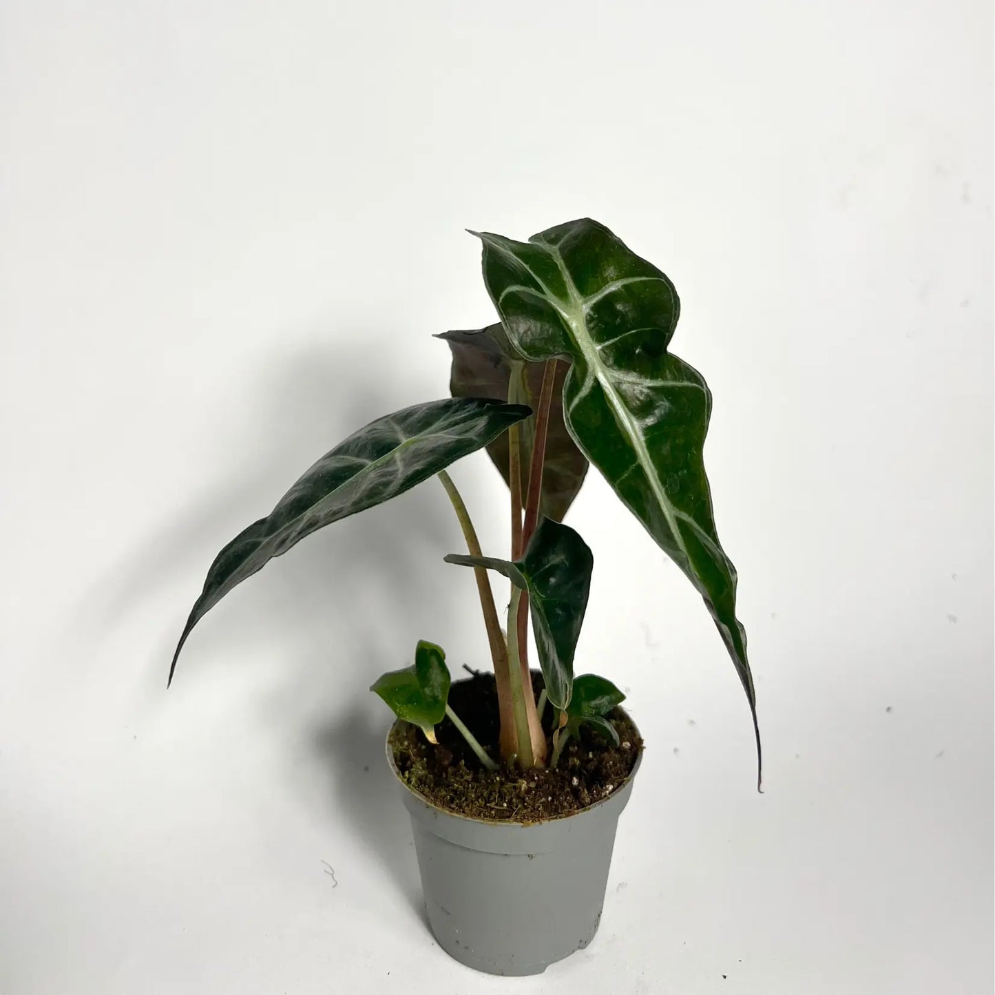 Alocasia Amazonica - Baby Havre Vert