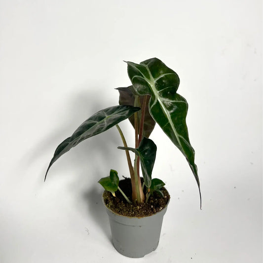 Alocasia Amazonica - Baby Havre Vert