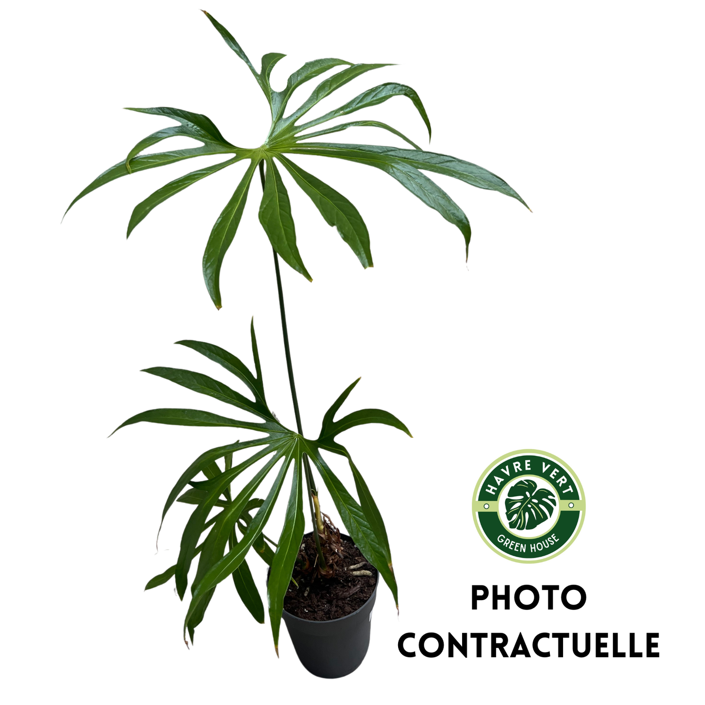 Anthurium Pedatoradiatum XL N°1