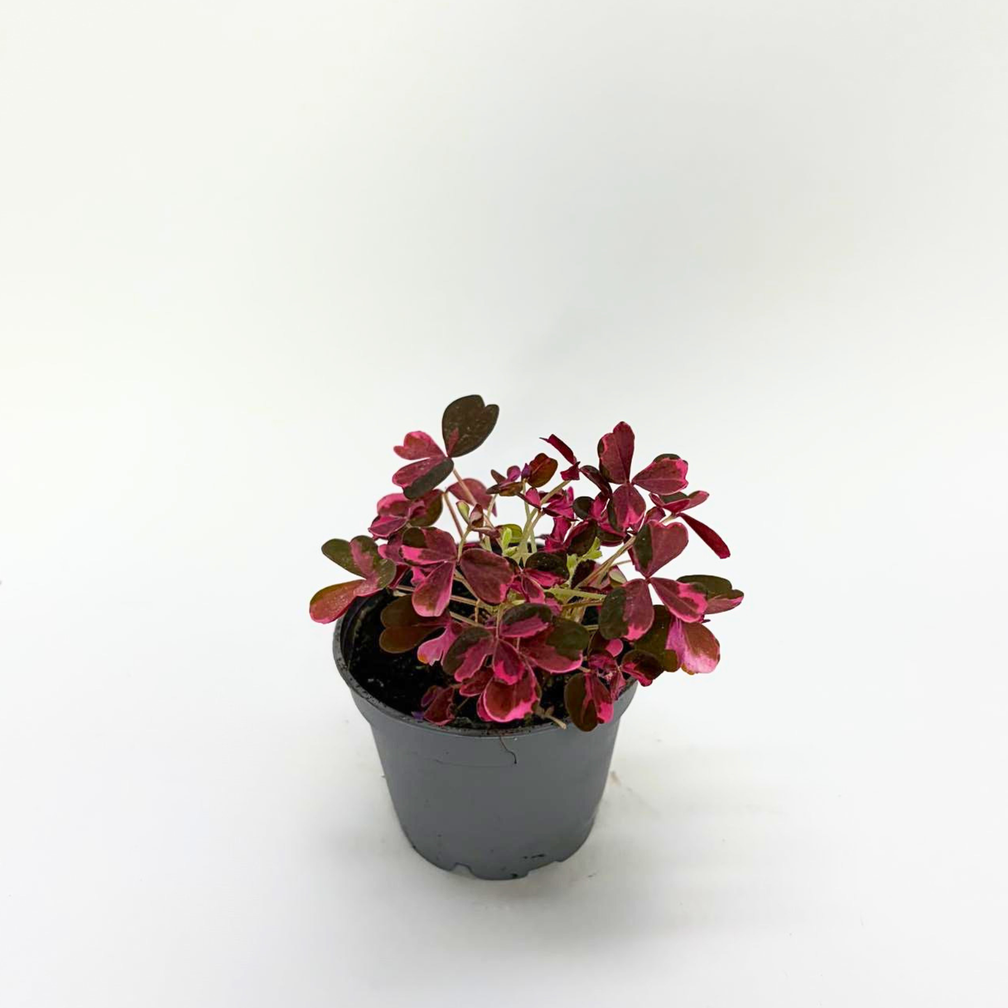 Oxalis Plum Crazy